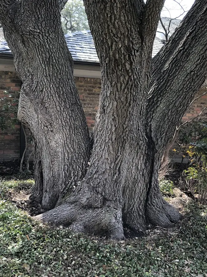 Mature heritage tree close to a Munnsville property cared for by certified arborists